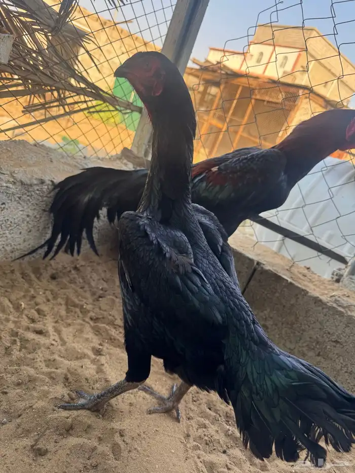 دجاجه شامو الماني اصل فاخر 5