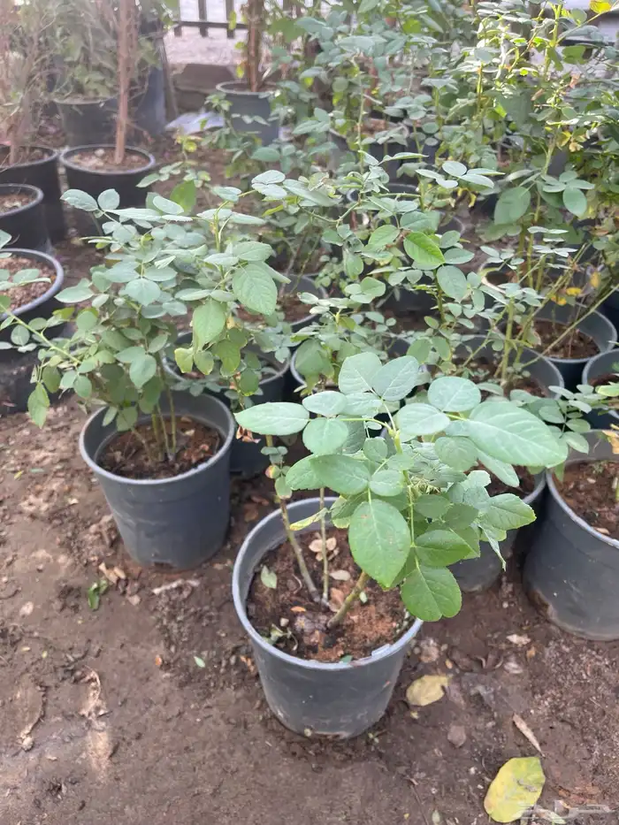 شتلات ورد جوري 2