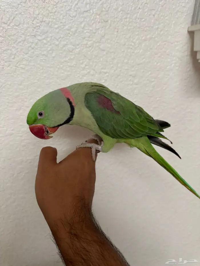 ذكر درة نيبالي 0