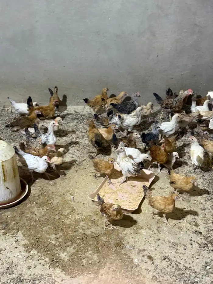 دجاج بلدي فواتح الموقع الرس السحقان 0