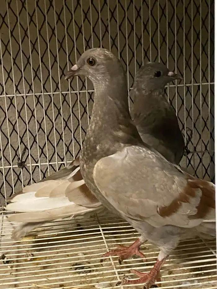 حمام زاجل منتج 6