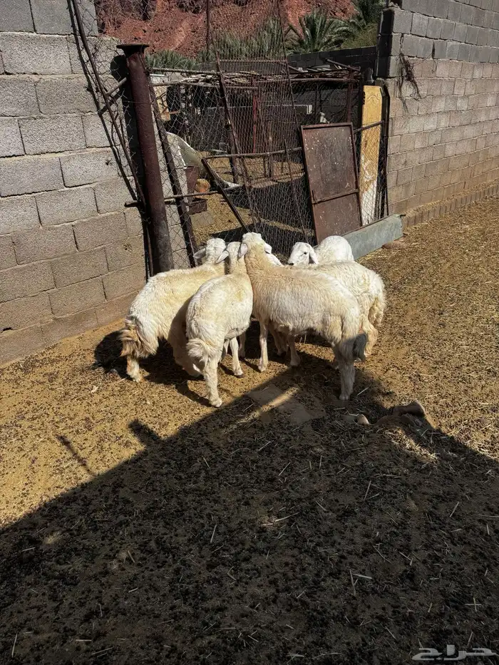 5خرفان حري طيبات ونظيفه بريه 0