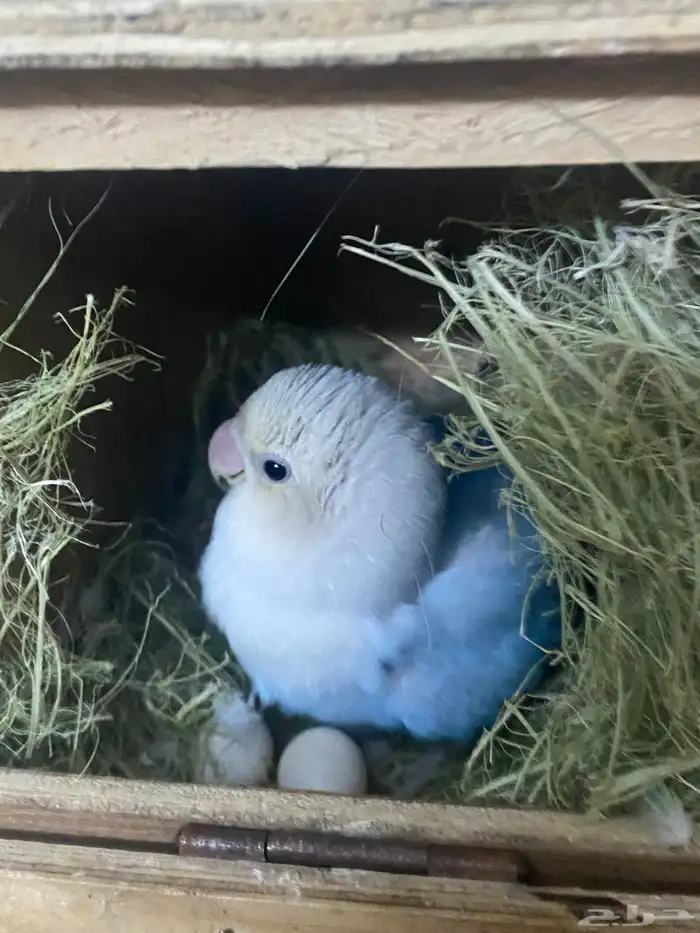 اعرض لكم روز منتج شرط 4