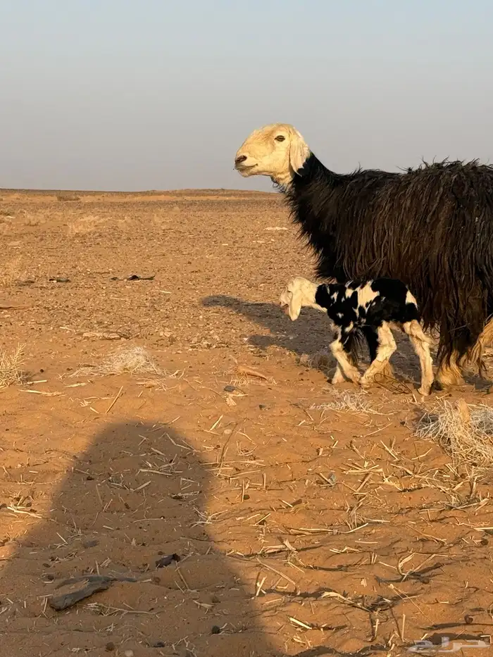 للبيع نعجه نجدية والد معها وخل عمرها 6ايام 0