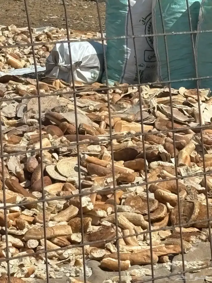 خبز ناشف نظيف سعره 28 كل يوم بيومه 1