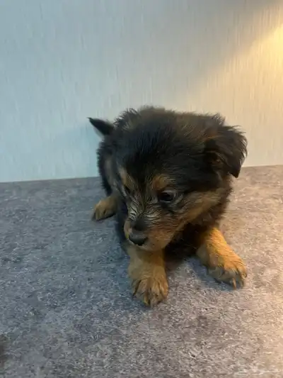 جراء جيرمن شيبرد فخمة جد ا للبيع   ذكور وإناث بصحة ممتازة index