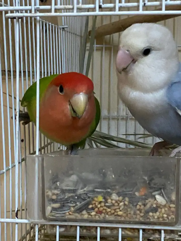 اعرض لكم روز منتج شرط 1