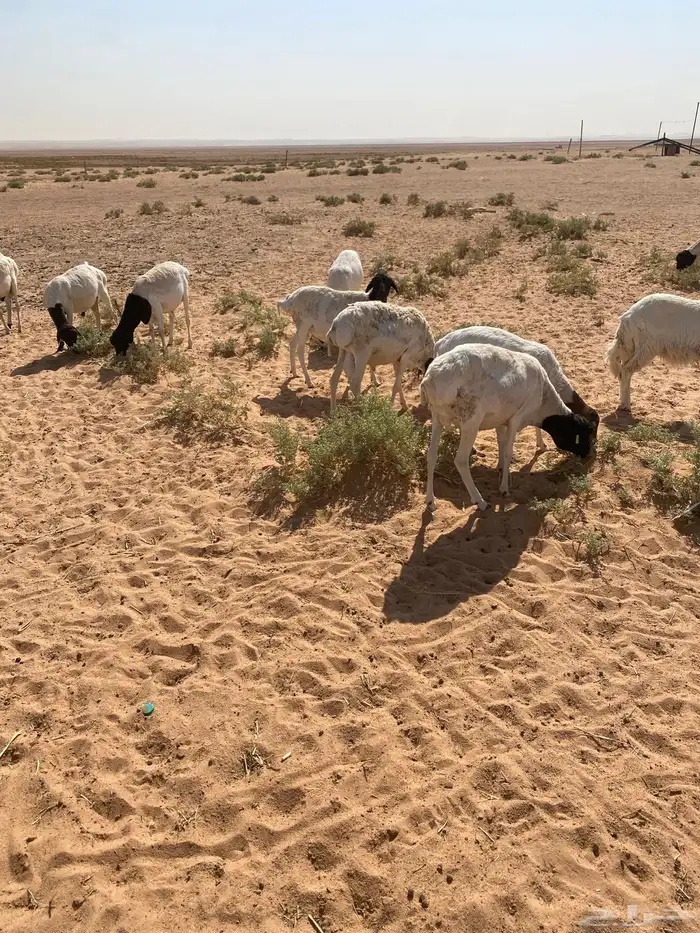 برابر مرابي 1