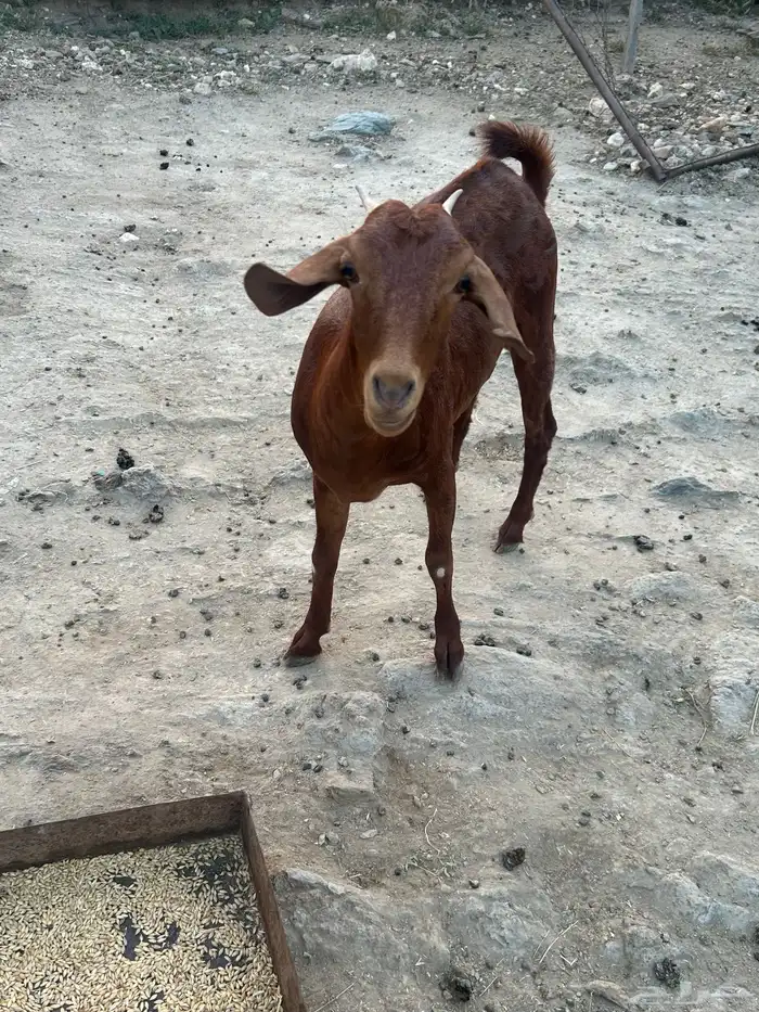 خبيش للبيع 4