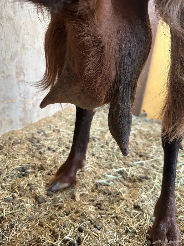 عنز مشروكه طيبه جرم طيب حدرها اثنين تيوس 4