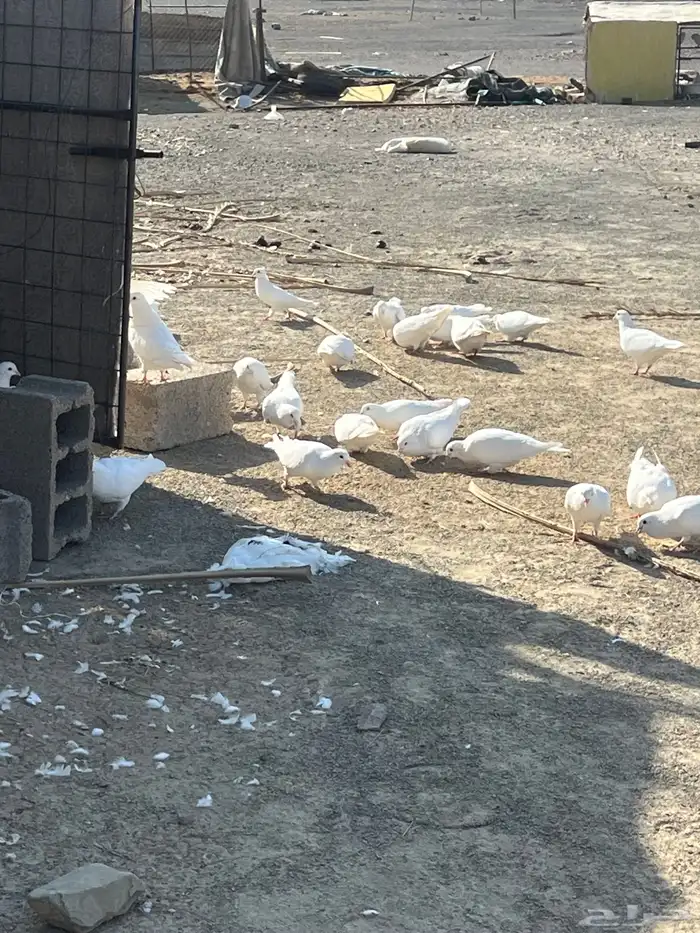 حمام فرنسي سوبر جامبو ملكي 6