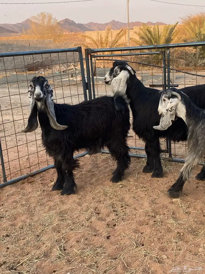 معزا عوارض صنف جفار(تم البيع) 11