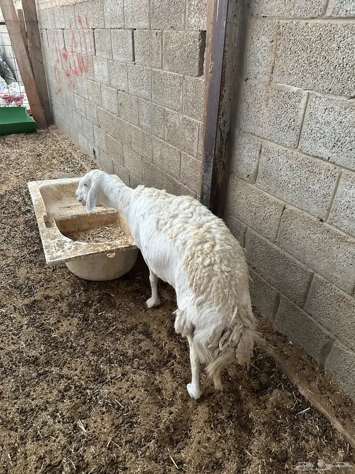 شاه حريه حايل فل شحم 1