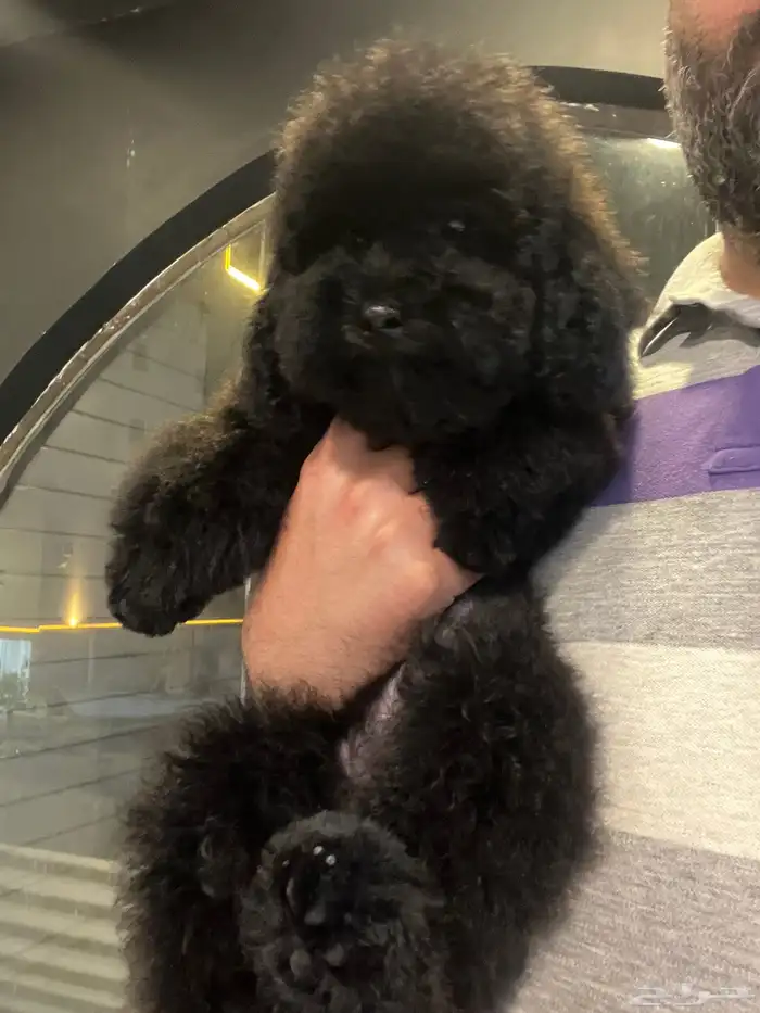 متوفر للبيع بيور توي بودل مستوى عالي pure toy poodle 5