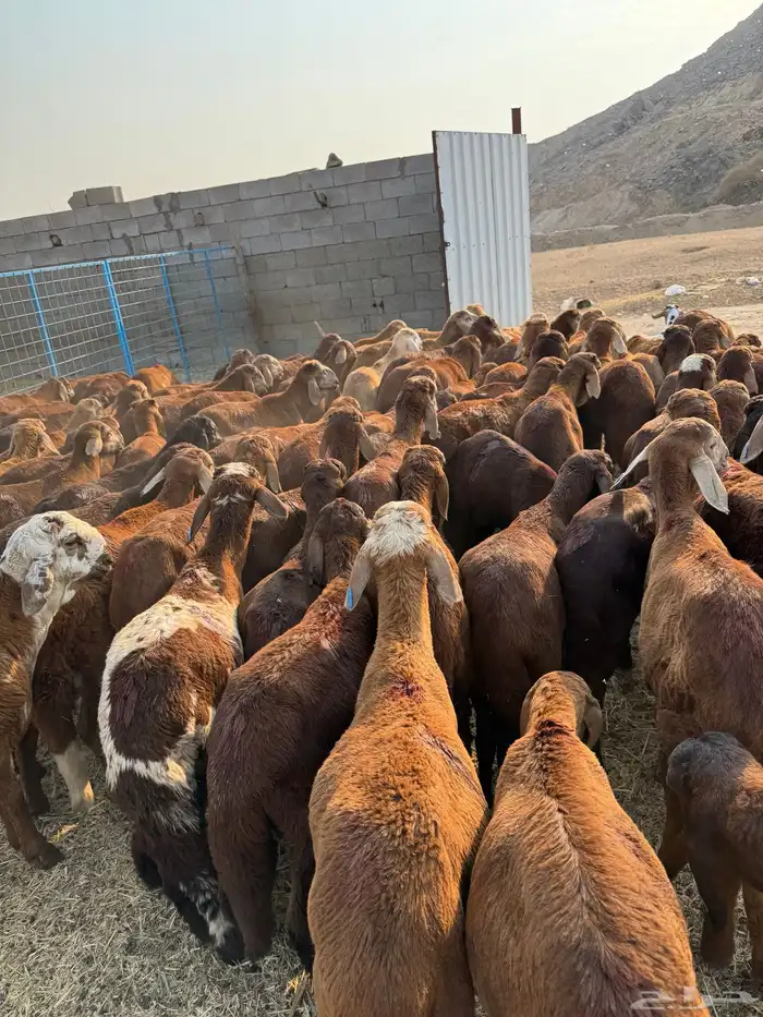 سواكن حمري 9