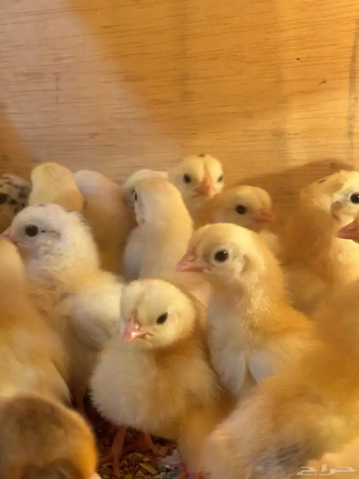 صوص بلدي امهاته جاملو الوان فواتح 1