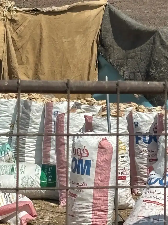 خبز ناشف نظيف سعره 28 كل يوم بيومه 0