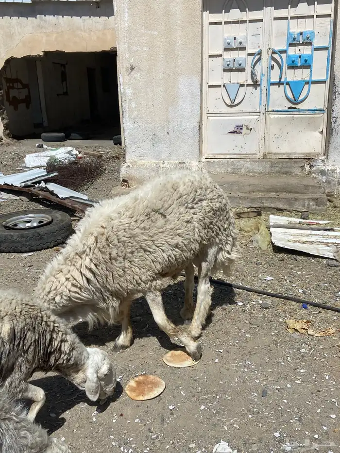 طلي فحل شرط مشروط 2