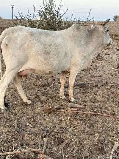 بقره لقحه ولادتها بعد اسبوعين index