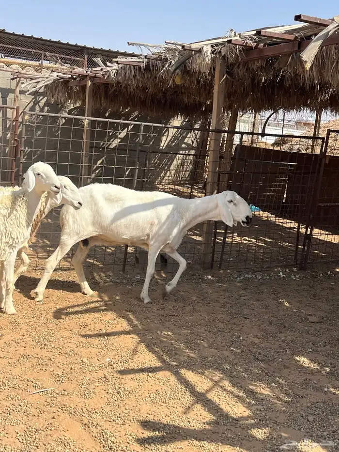 للبيع رخال حريات 0