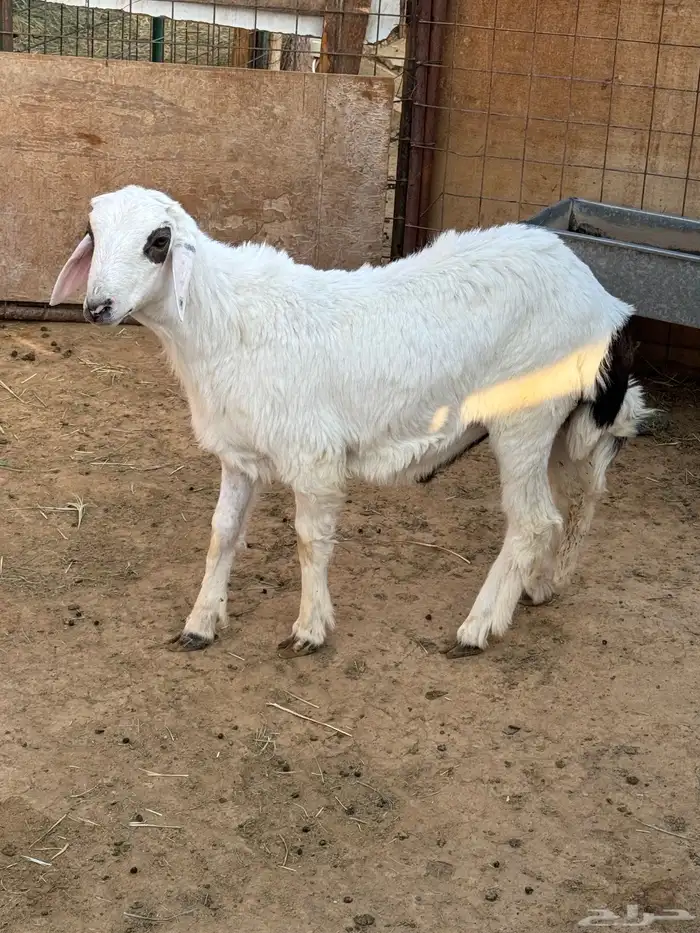 خروف للبيع 2