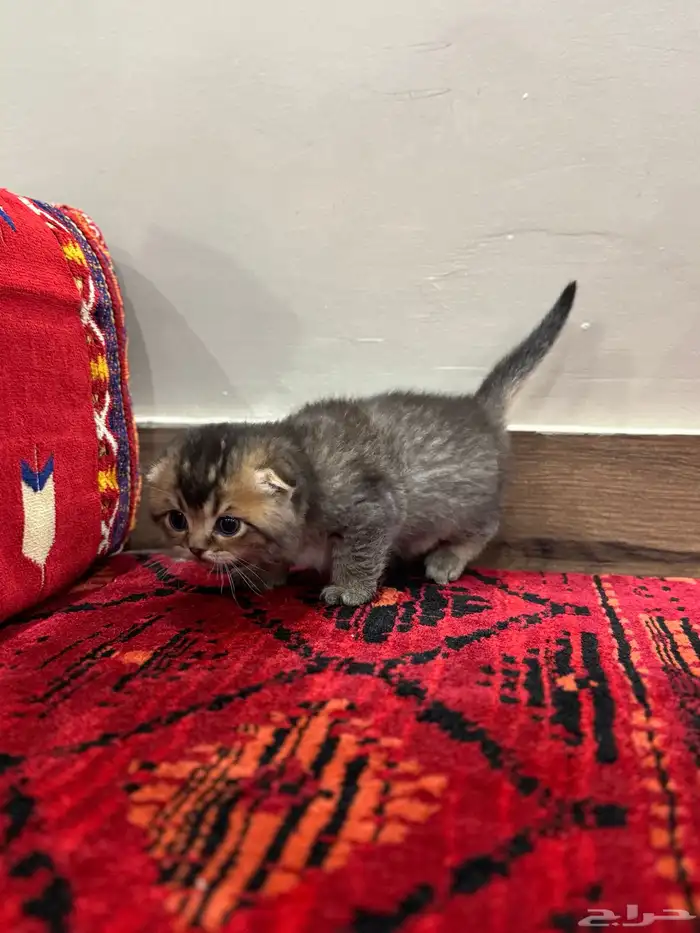 قطط صغيرة kittens للبيع 13