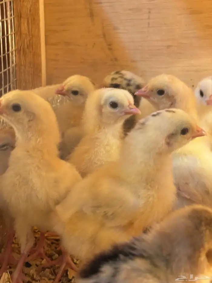 صوص بلدي امهاته جاملو الوان فواتح 4