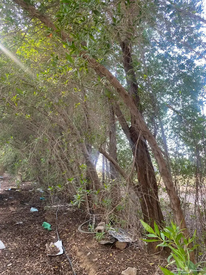 للبيع بزرومي بزروميه 0