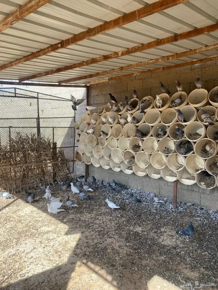 الجله طريق الدحوه 4