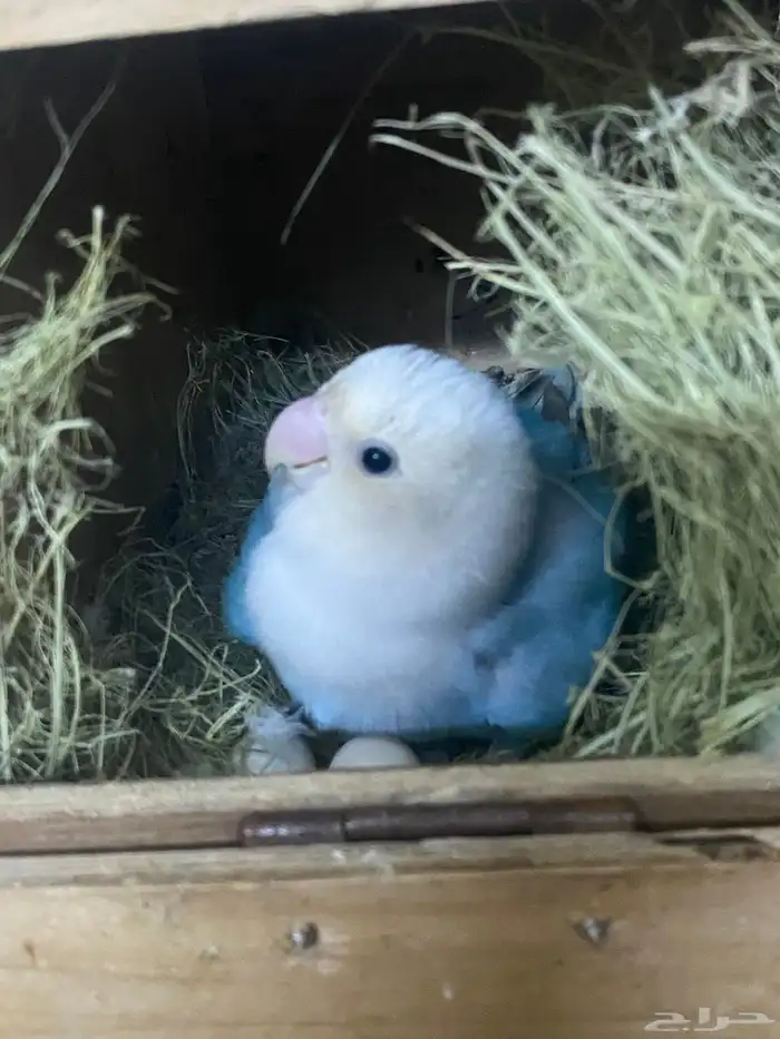 اعرض لكم روز منتج شرط 3