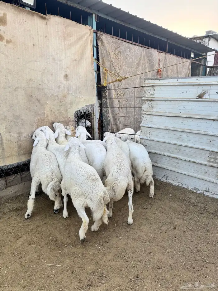 8طليان للبيع 1