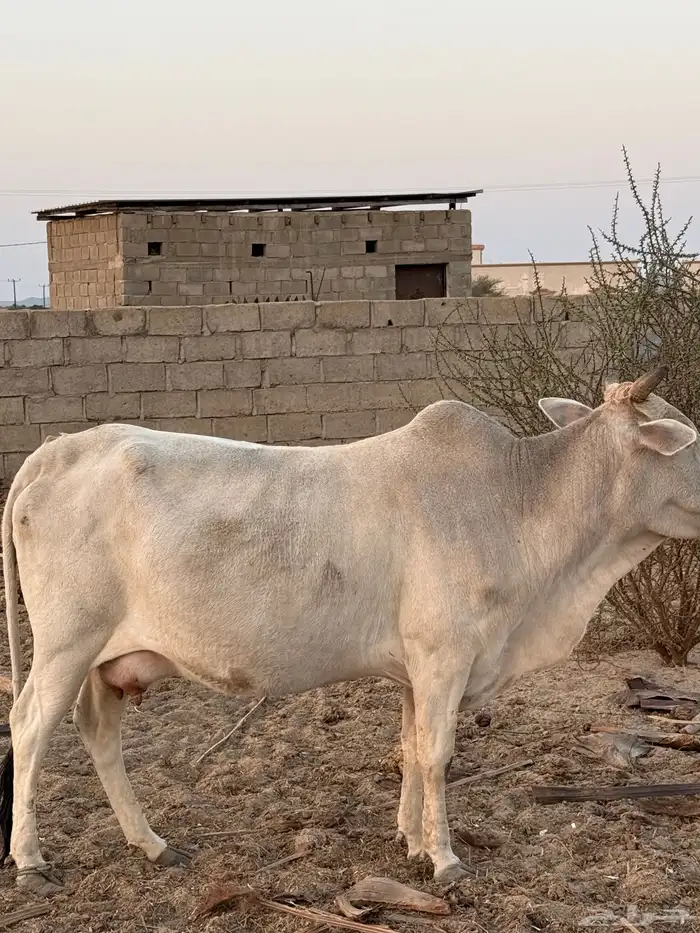 بقره لقحه ولادتها بعد اسبوعين 0