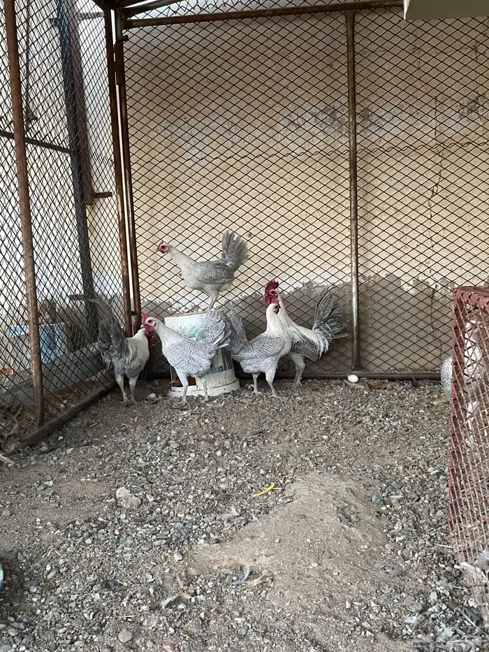 دجاج فيومي ألمنيوم ( العرض الثاني ) 1