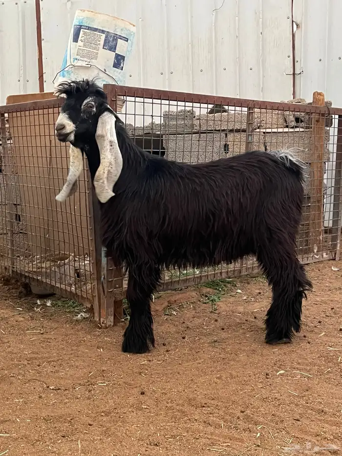 جذع عارضي فحل 0