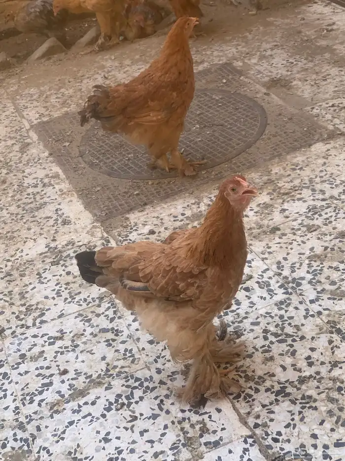 للبيع دجاج براهما 2