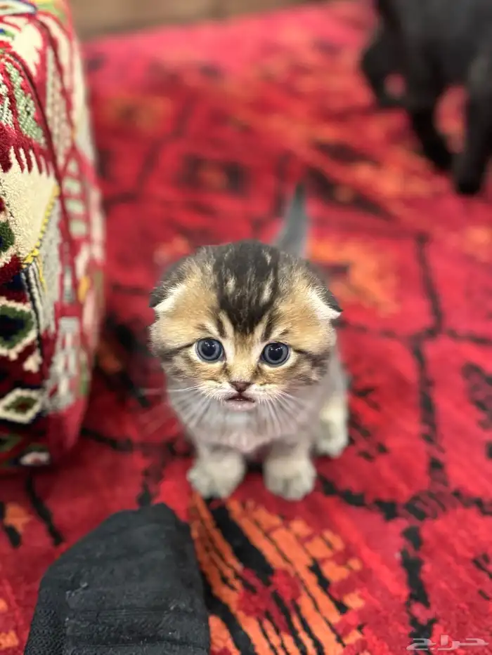 قطط صغيرة kittens للبيع 9