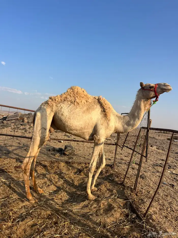 ركبي طابع عالشرط 2