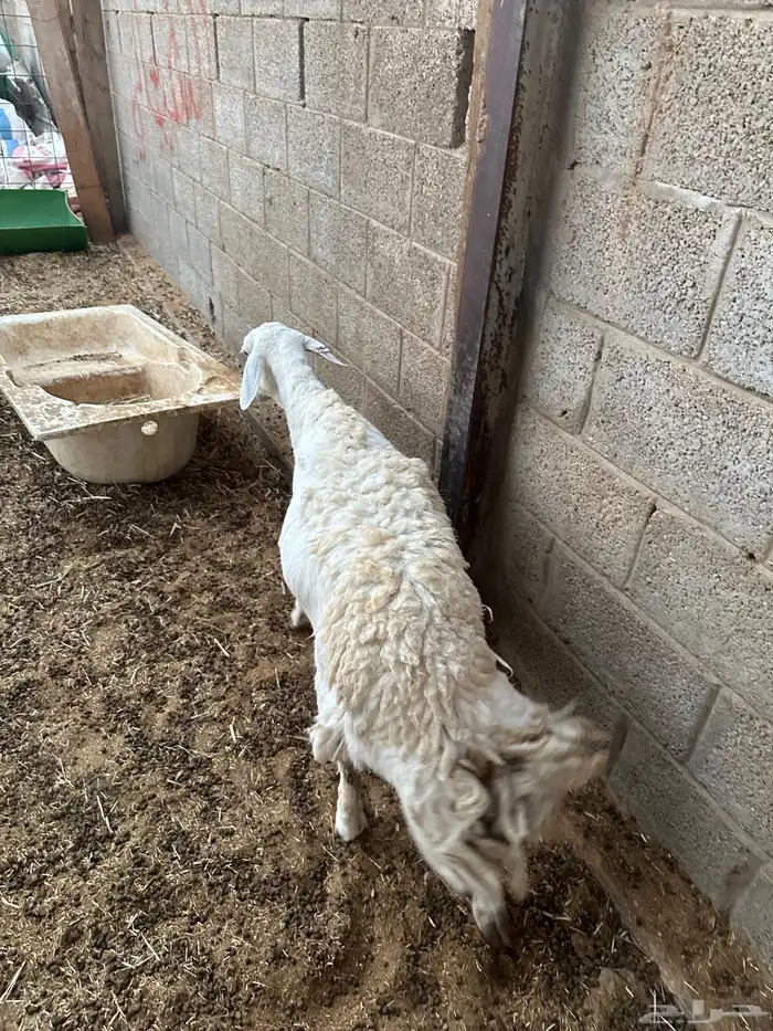 شاه حريه حايل فل شحم 5