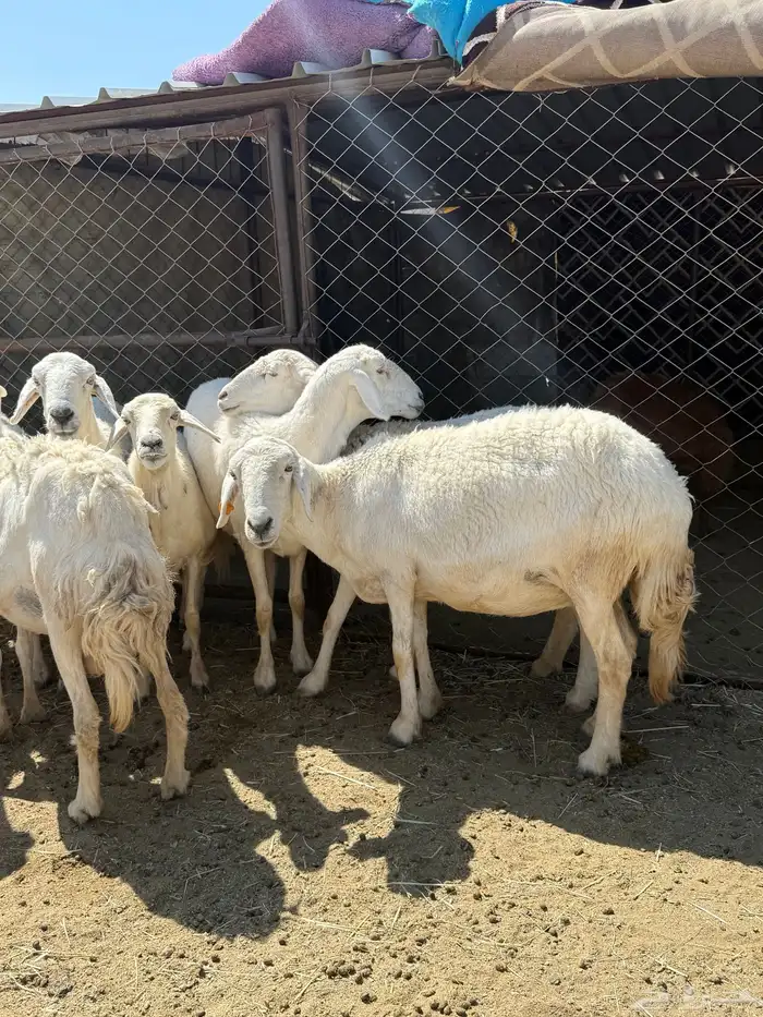 ضان حرش دفع 3