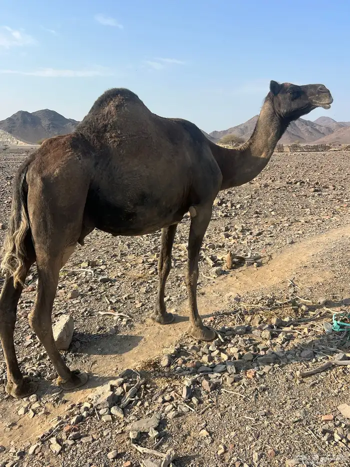 خلفه فروع ناقه اللبن ب 8800 يبلاش 0