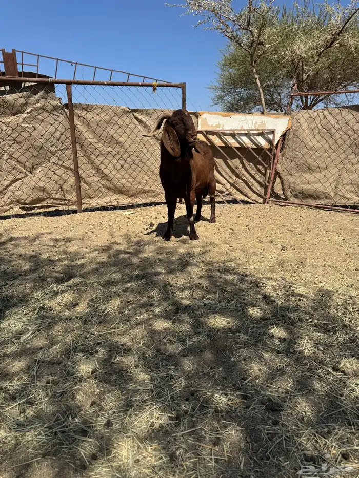 تيس كلهاري 0