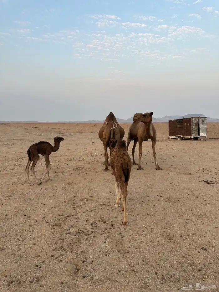 خلفات سواحل مصاغير ( تم البيع ) 3