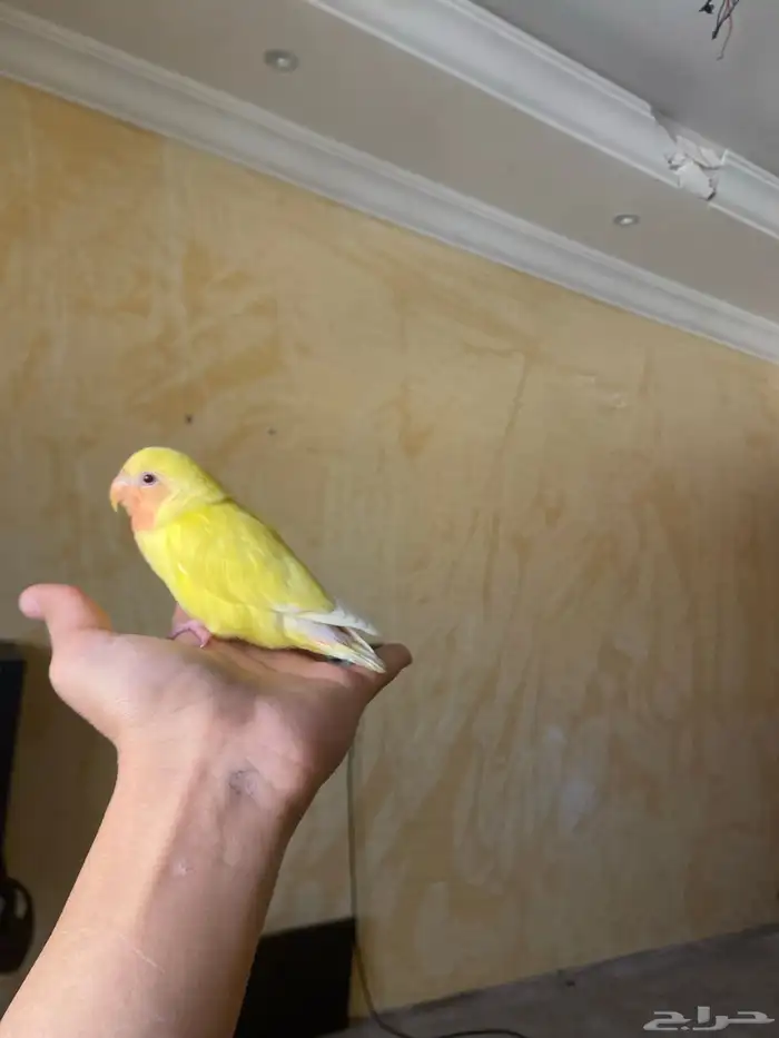 فرخ روز مفطوم العمر شهرين 0