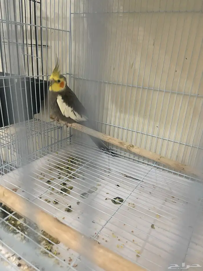 السلام عليكم لبيع 4اجواز كروان شرط منتجين ولحين عدهم بيض 0