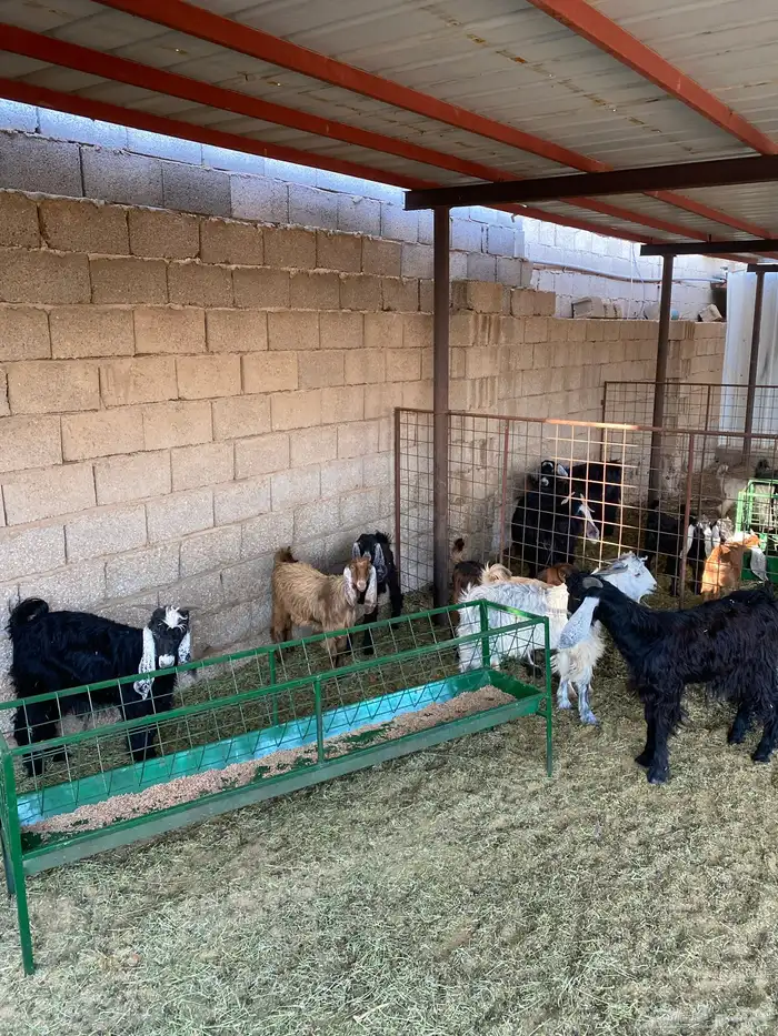 معزا العدد 11 عيالها 12 5