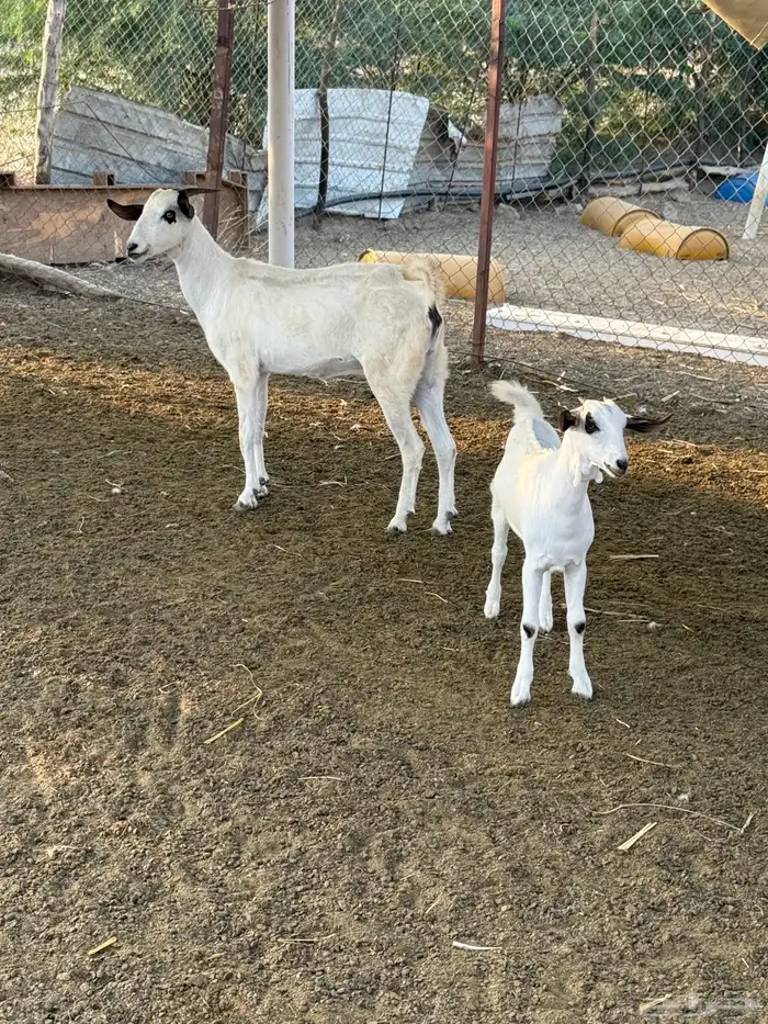 عنز بيشية فاخره 0