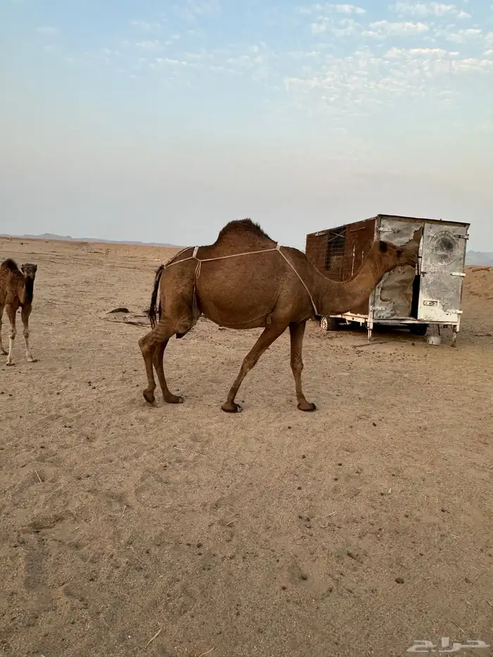 خلفات سواحل مصاغير ( تم البيع ) 1