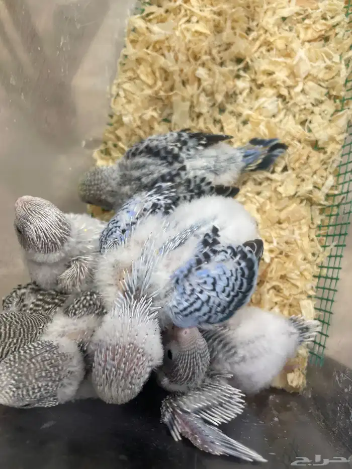 فروخ بابجي 2