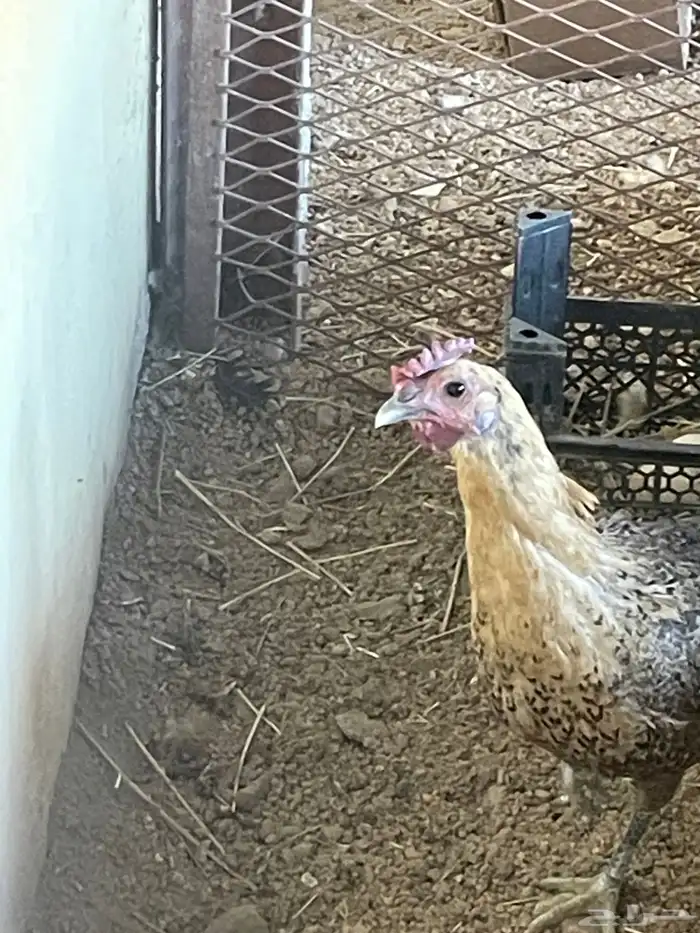 دجاج بلدي حضان وبراهما 2