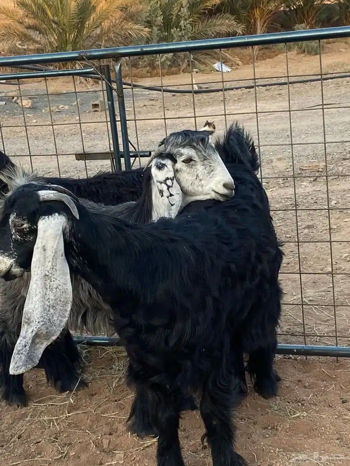 معزا عوارض صنف جفار(تم البيع) 20